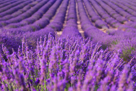 Beautiful fragrant lavender fields of Provence, Franceの写真素材