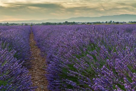 Beautiful colors of lavender field in Provence, Valensole in Franceの写真素材