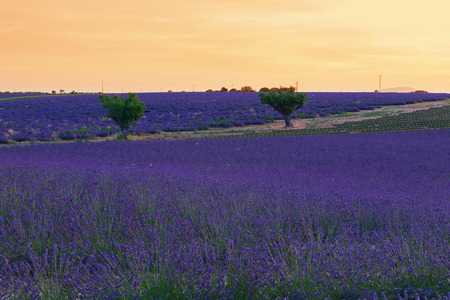 Beautiful colors purple lavender fields near Valensole, Provence in Franceの写真素材