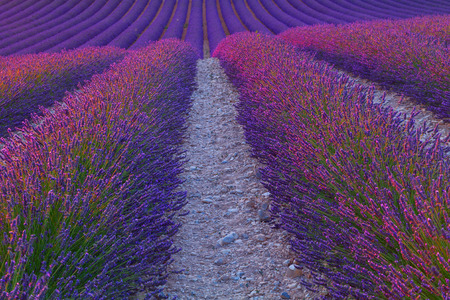 Beautiful colors purple lavender fields near Valensole, Provence in Franceの写真素材