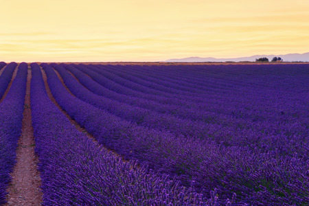 Beautiful colors purple lavender fields near Valensole, Provence in Franceの写真素材