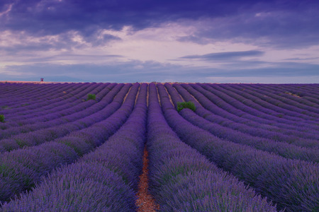 Beautiful colors purple lavender fields near Valensole, Provence in France