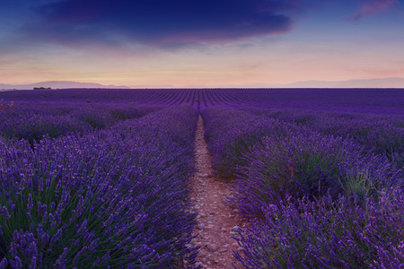 Beautiful colors purple lavender fields near Valensole, Provence in Franceの写真素材