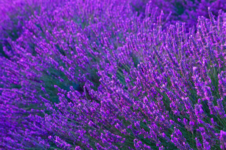 Beautiful colors purple lavender fields near Valensole, Provence in Franceの写真素材