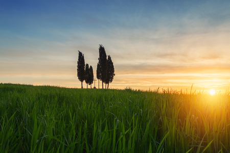 Cypress trees typical Tuscany landscape springtime at sunrise in Italy,Europeの写真素材