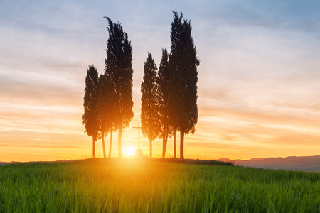 Cypress trees typical Tuscany landscape springtime at sunrise in Italy,Europeの写真素材