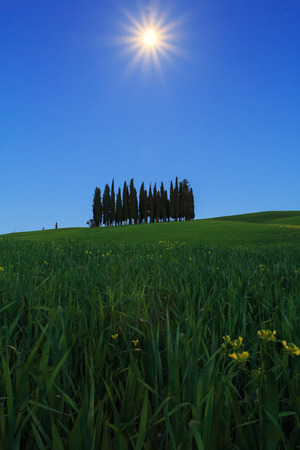 Cypress trees typical Tuscany landscape springtime at night in Italy,Europeの写真素材