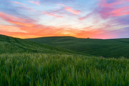 Typical Tuscany landscape springtime at sunset  in Italy,Europeの写真素材