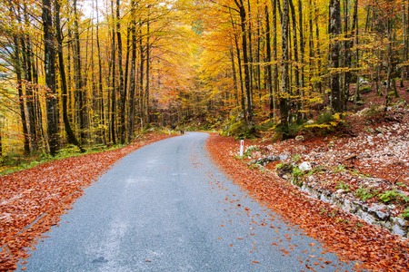 Winding forest road in beautiful autumn colors near Bohinj lake in Sloveniaの写真素材