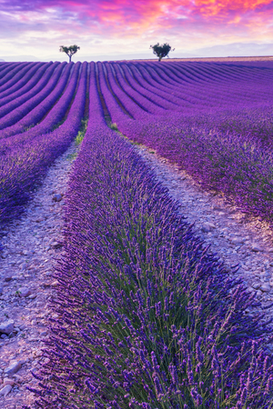 Violet  lavender bushes.Beautiful colors purple lavender fields near Valensole, Provence in France, Europeの写真素材