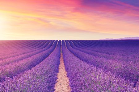 Violet  lavender bushes.Beautiful colors purple lavender fields near Valensole, Provence in France, Europeの写真素材