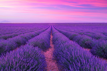 Violet  lavender bushes.Beautiful colors purple lavender fields near Valensole, Provence in France,...