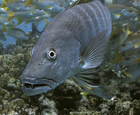 Snapper in actionの写真素材