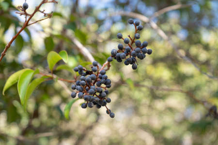 Fruits of the myoporum laetum tree, an invasive shrub also called evergreenの写真素材