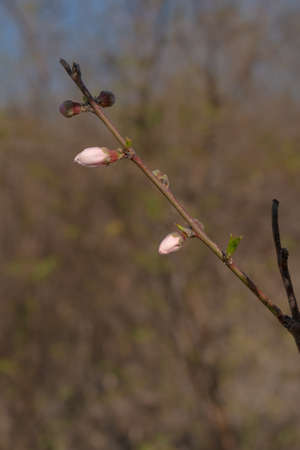 twig with peach blossom buds. Verticalの写真素材
