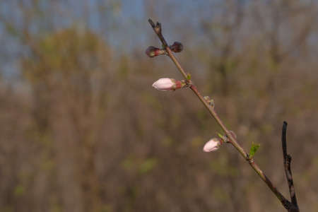twig with peach blossom budsの写真素材