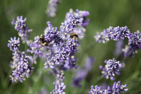 Summerの写真素材