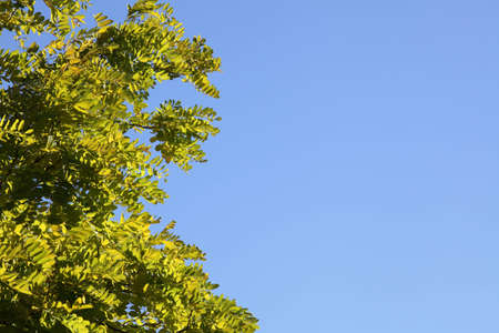 Leaves against blue skyの写真素材