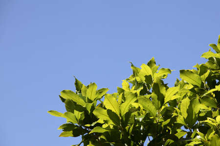Leaves against blue sky
