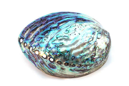 paua shell from New Zealandの写真素材