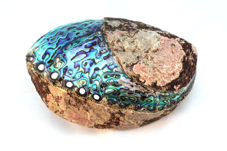paua shell from New Zealandの写真素材