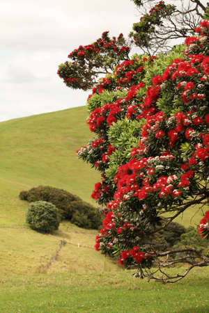 Blooming pohutukawa tree (christmas tree)の写真素材