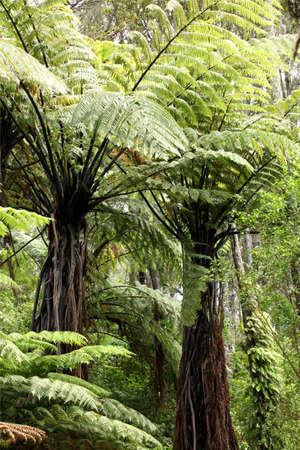 Fern New Zealandの写真素材