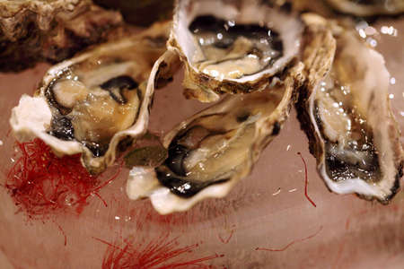 Oysters