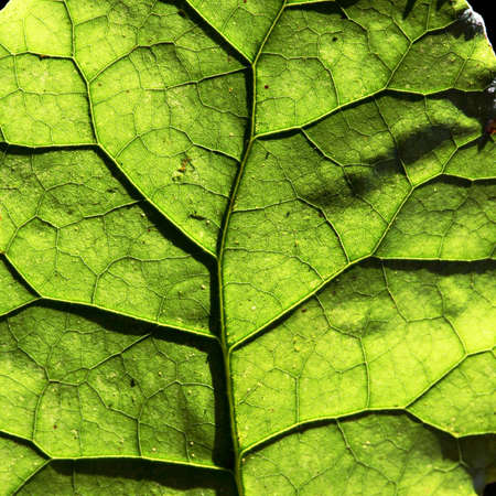 Translucent leaf
