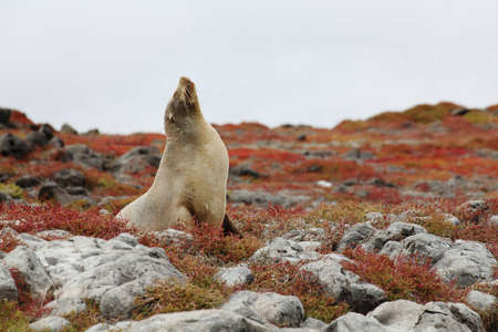 Sea lion on Galapagos island  plaza sur の写真素材