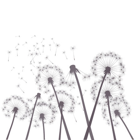 vector dandelionsのイラスト素材