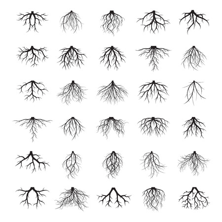 Collection of black roots. Vector Illustrationのイラスト素材