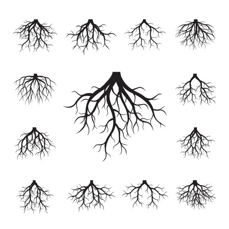 Collection of Roots. Vector Illustration.のイラスト素材
