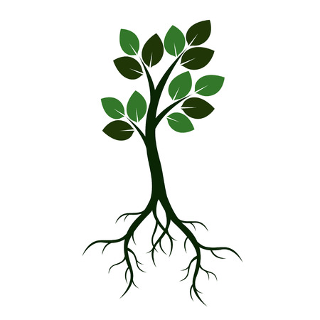 Green Tree and Roots. Vector Illustration.のイラスト素材