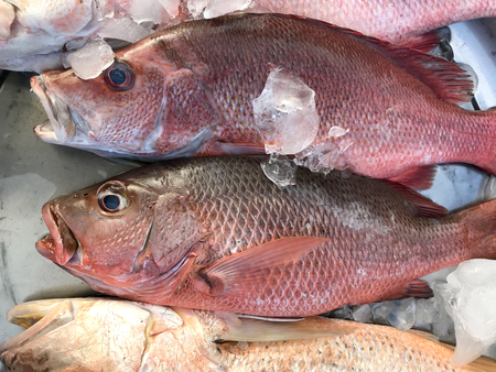 Fresh snapper fish ot the market in Thailand.の写真素材