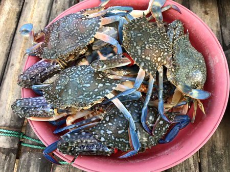 Fresh color crab at the market in Thailand.の写真素材