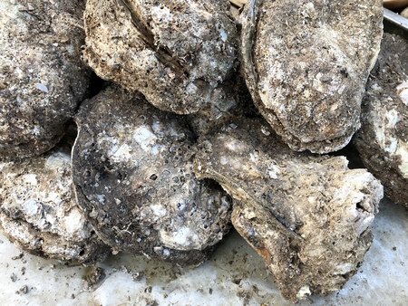 Fresh oysters, street market in Thailansの写真素材