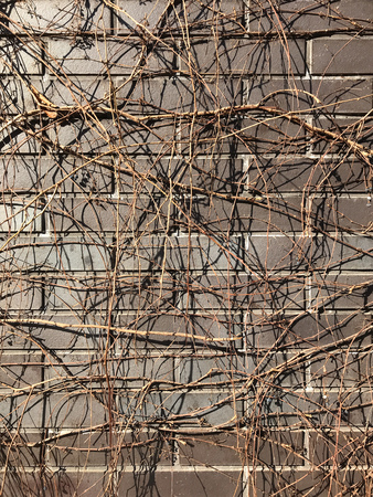 Brown brick and ivy and background.の写真素材