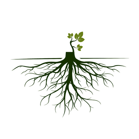 Tree Roots and germinate limb. Roots of plants. Outline Illustration.のイラスト素材