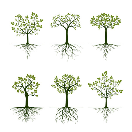 Green Trees with Leaves. Roots of plants. Vector Illustration. Plant and Garden.のイラスト素材