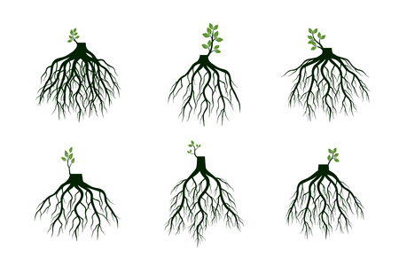 Set of Tree Roots and germinate limbs. Roots of plants. Outline Illustration.のイラスト素材