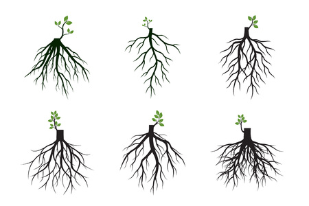 Set of Tree Roots and germinate limbs. Roots of plants. Outline Illustration.のイラスト素材