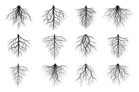 A set of black Tree Roots. Vector outline Illustration. Plant and Garden.のイラスト素材