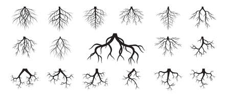 Collection of Tree Roots. Vector outline Illustration. Plant in Garden.のイラスト素材