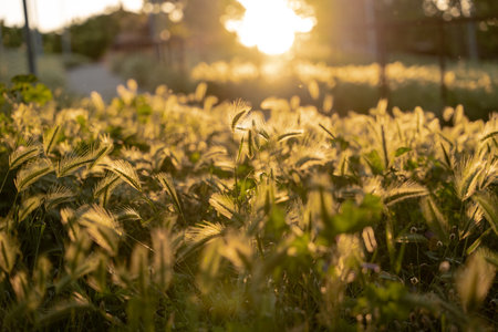 Foxtail barley grass growing in golden sunlight at sunset