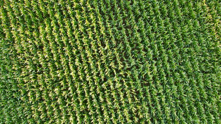 Cornfield photographed from above with the drone