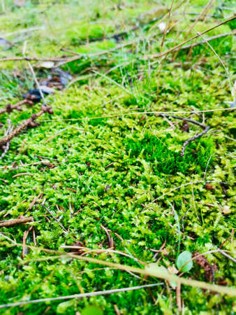 wet moss in the forest on a rainy dayの写真素材