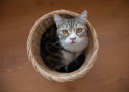 Cat in the basketの写真素材