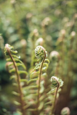 Beautiful green natural fern background. Wallpaper with young fern leaves.の写真素材