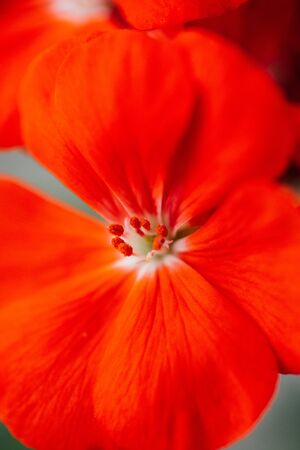 Beautiful and fresh red flower close-up macroの写真素材